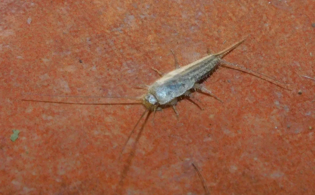 Silverfish on tile surface showing full body and antennae — firebrats share this body shape but appear mottled brown