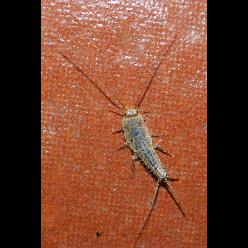 Silverfish from above showing characteristic body shape and cerci — the species responsible for paper and fabric damage in stored boxes