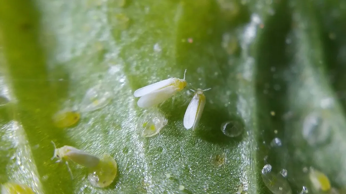 Silverleaf whitefly adults and nymphs feeding on a leaf alongside water droplets