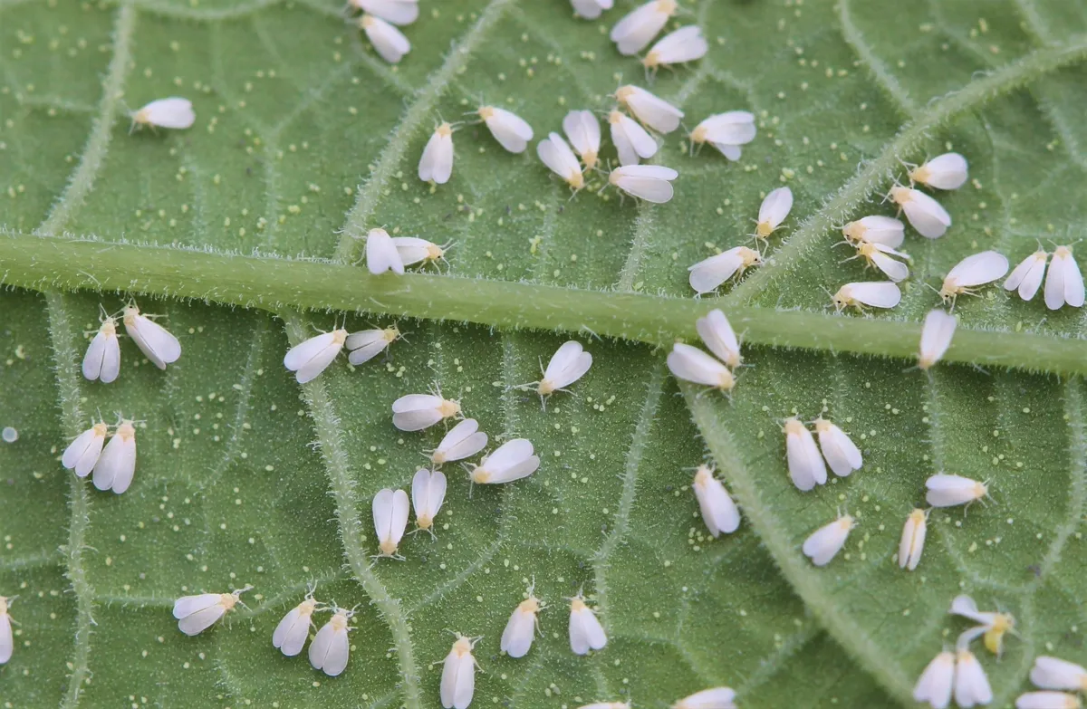 Colony of silverleaf whitefly adults clustered on the underside of a leaf