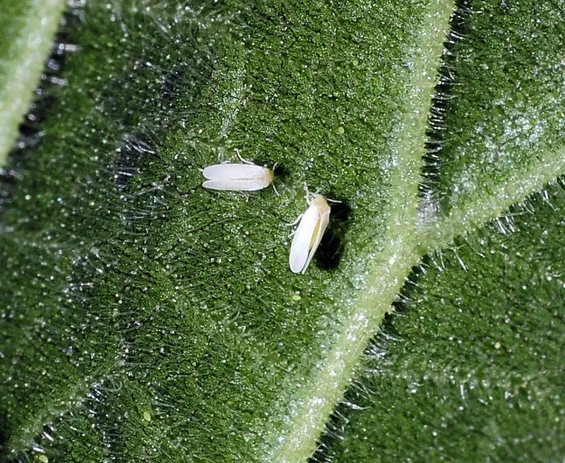Single silverleaf whitefly adult on a green leaf with clear wing detail