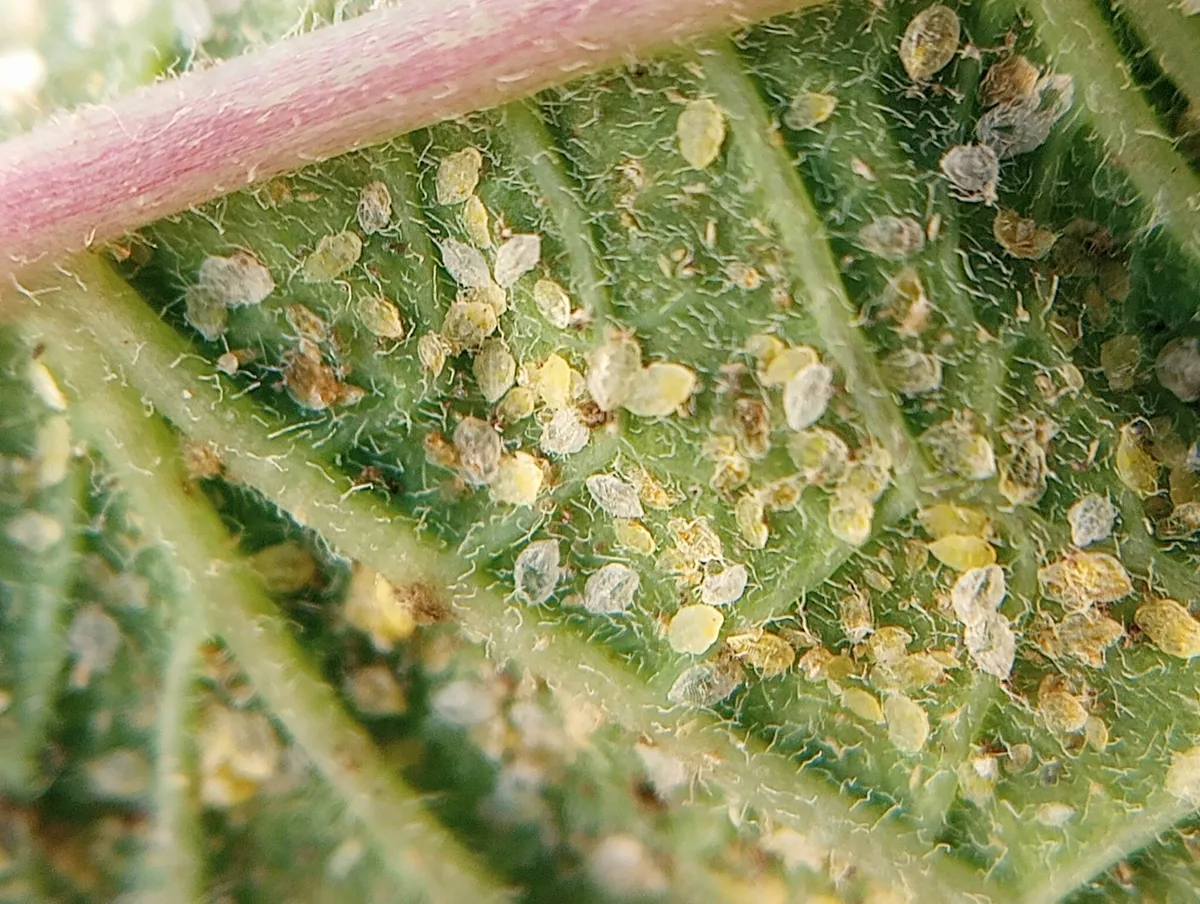 Silverleaf whitefly nymphs and eggs on leaf underside showing various life stages