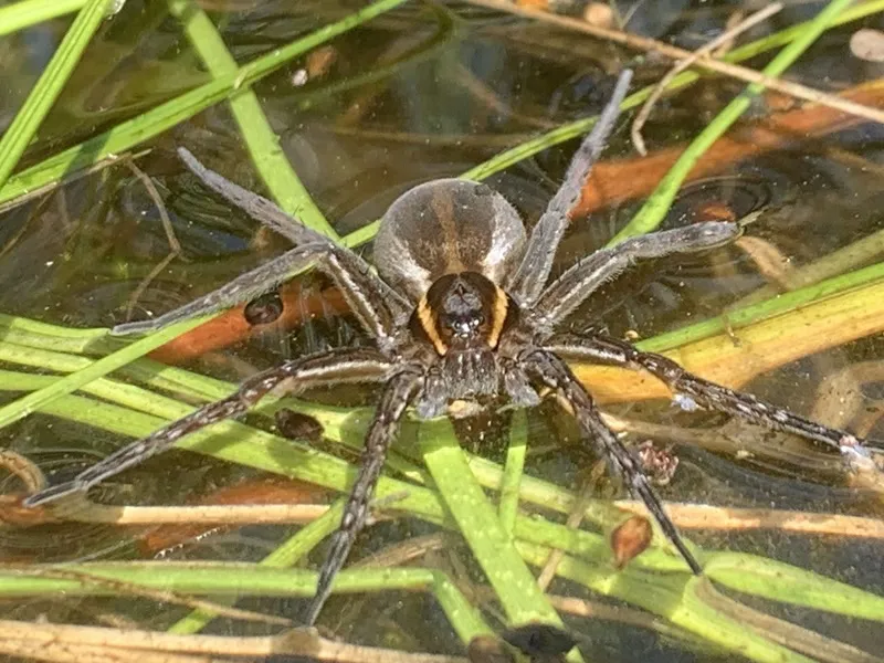 Six-spotted fishing spider hunting in shallow water among blades of grass