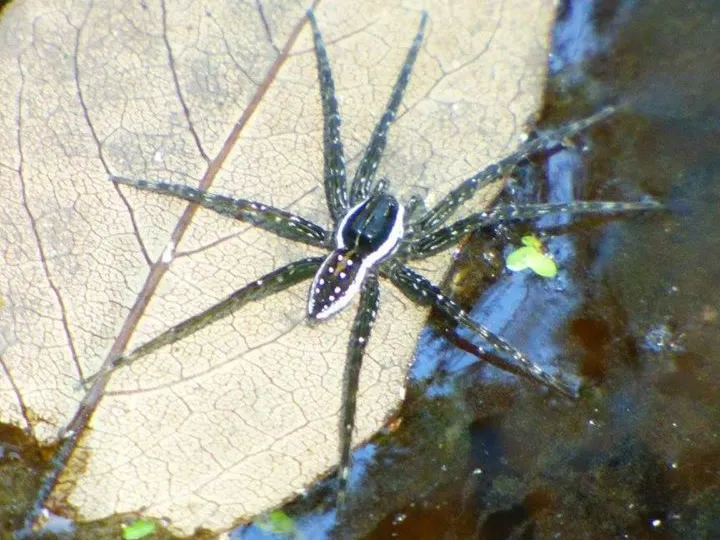 Six-spotted fishing spider on a fallen leaf at the edge of shallow water