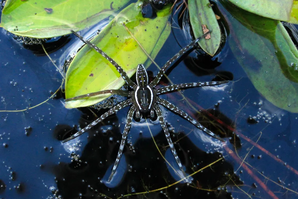 Six-spotted fishing spider standing on the surface of a dark pond among floating leaves