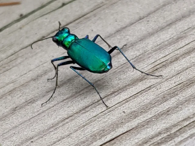 Metallic blue-green six-spotted tiger beetle standing tall on long legs on a wooden deck board