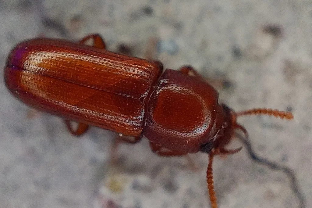 Slender-horned flour beetle on concrete showing its shiny reddish-brown wing covers and long antennae