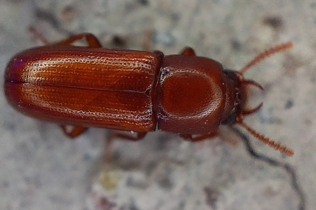Top-down view of a slender-horned flour beetle showing its narrow, parallel-sided body and grooved wing covers