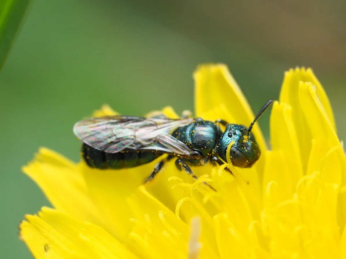 Small carpenter bee foraging on yellow dandelion flower showing dark metallic coloration
