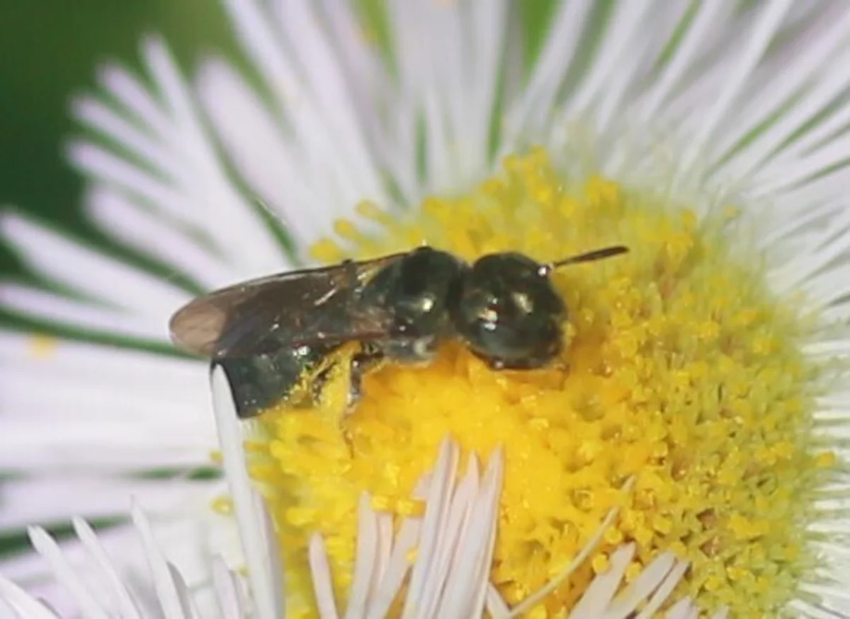 Small carpenter bee on white fleabane flower displaying characteristic body shape