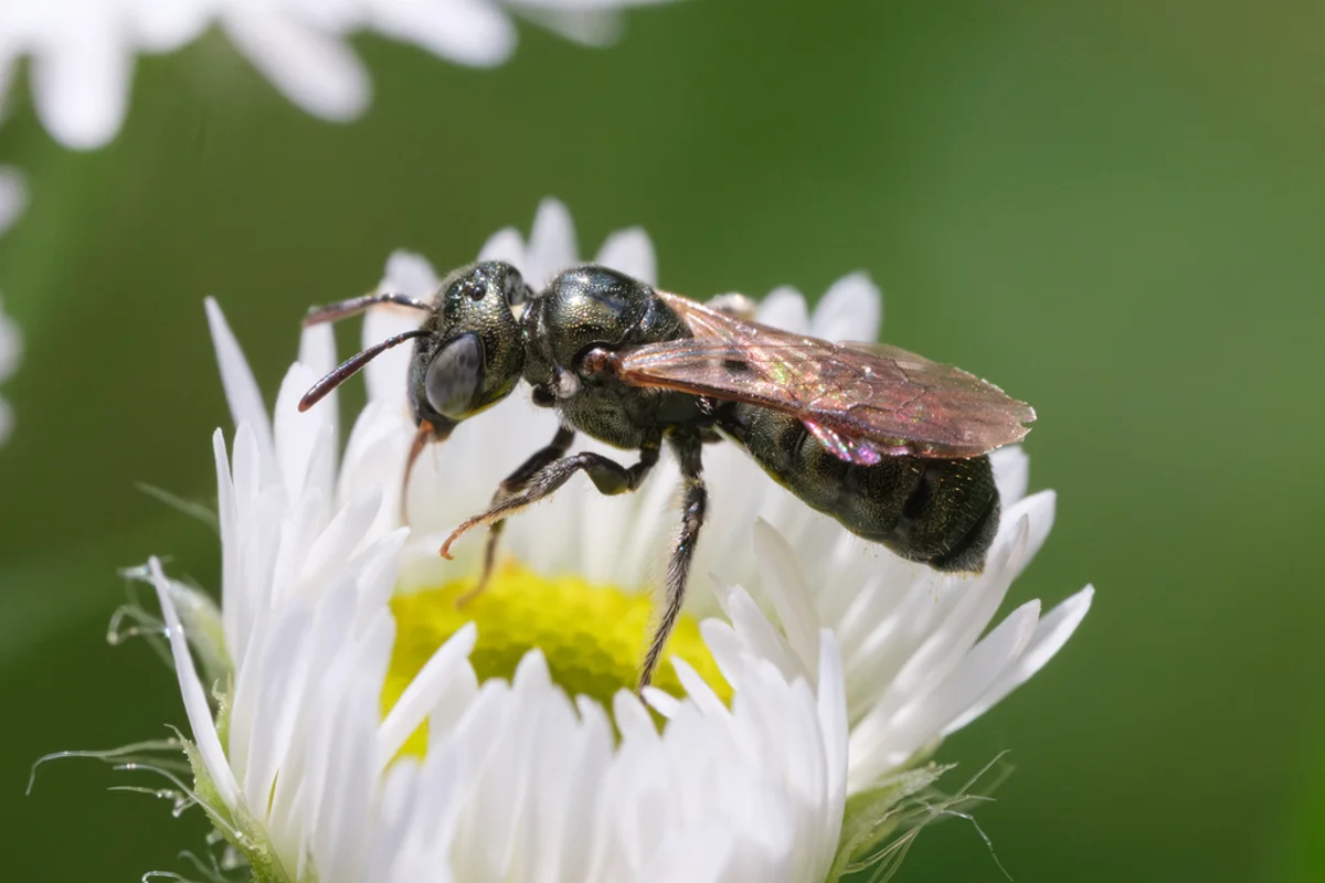 Small carpenter bee collecting pollen on white daisy showing slender form