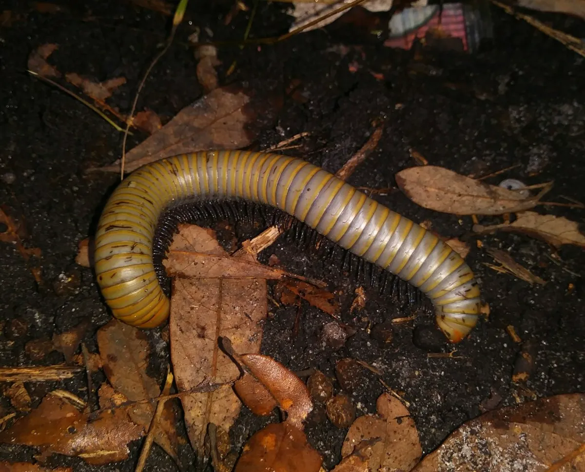 Smoky oak millipede crawling through leaf litter in its natural forest habitat