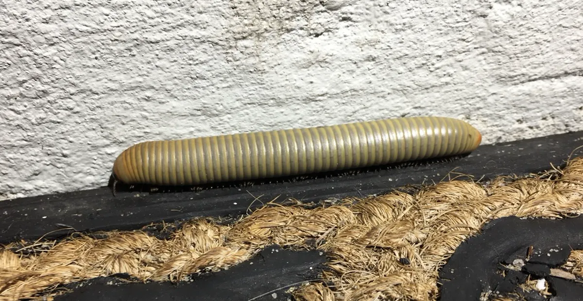 Smoky oak millipede near a building foundation wall