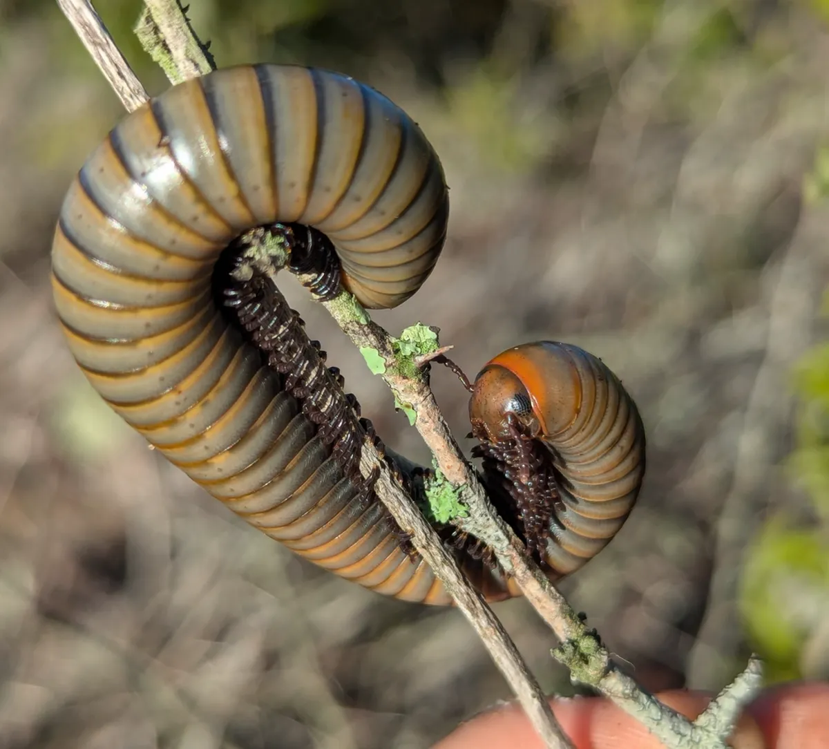 Smoky oak millipede climbing a branch with orange head and banded body visible