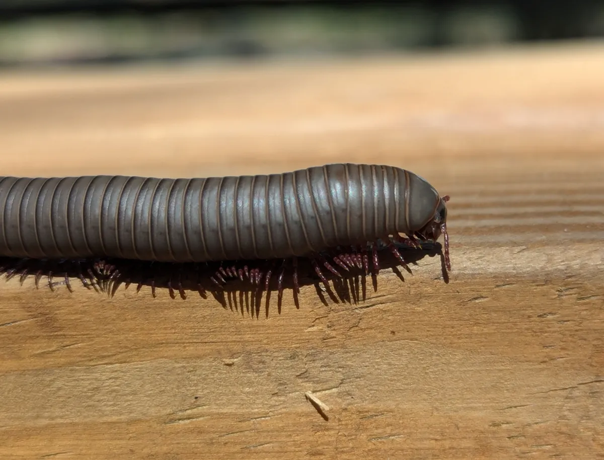 Side view of a smoky oak millipede showing segmented body and legs on a wooden surface