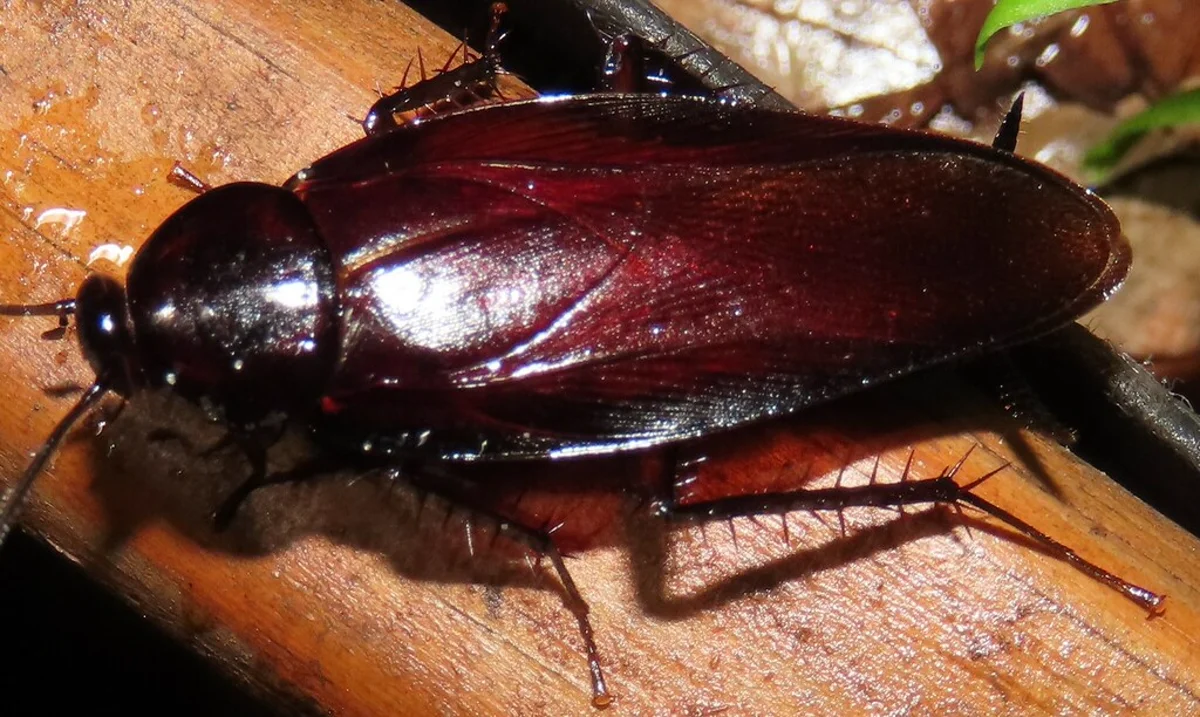 Adult smokybrown cockroach on wood showing shiny dark brown wings