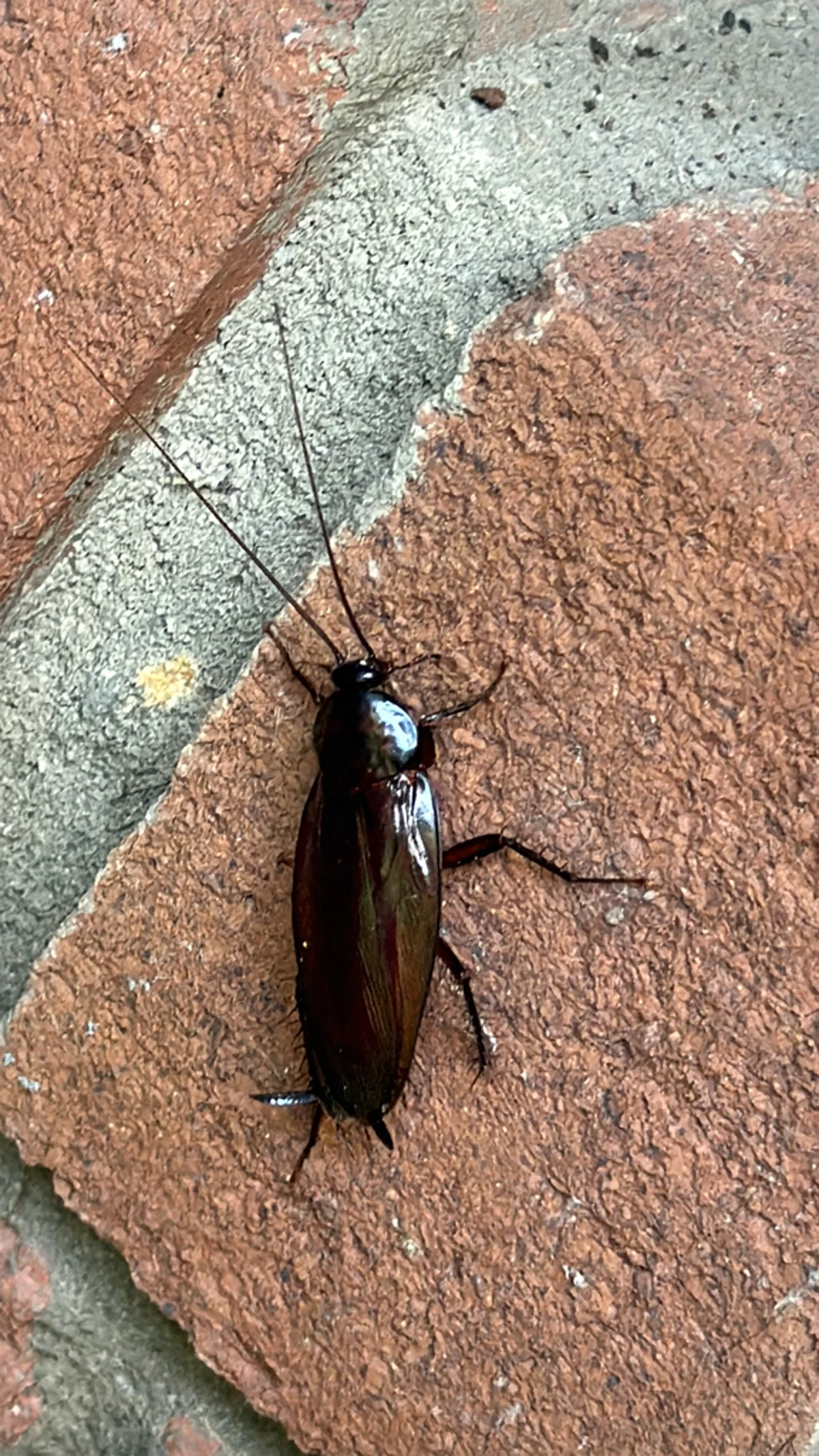 Smokybrown cockroach on brick surface displaying full body from above