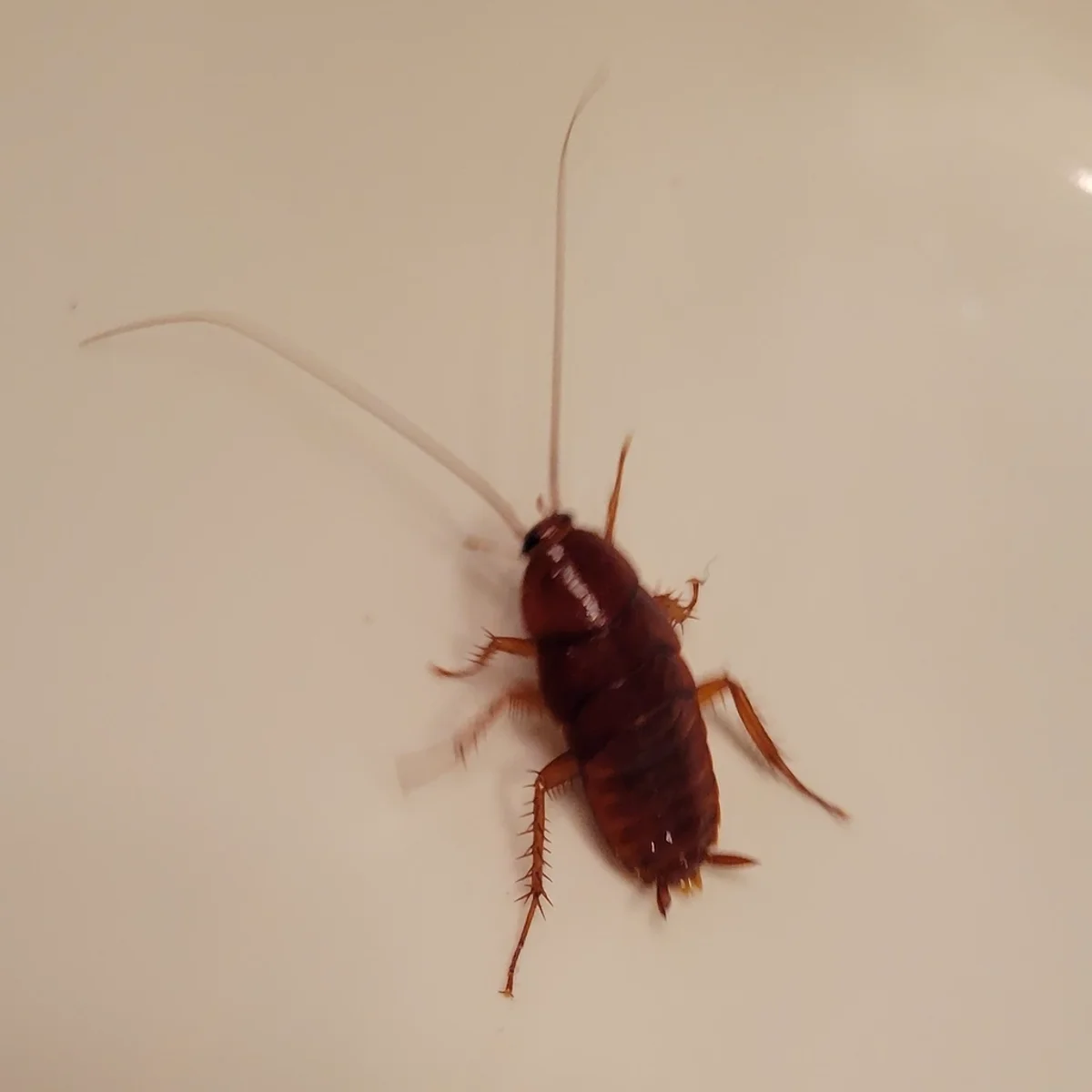 Smokybrown cockroach nymph showing reddish-brown coloring on light surface