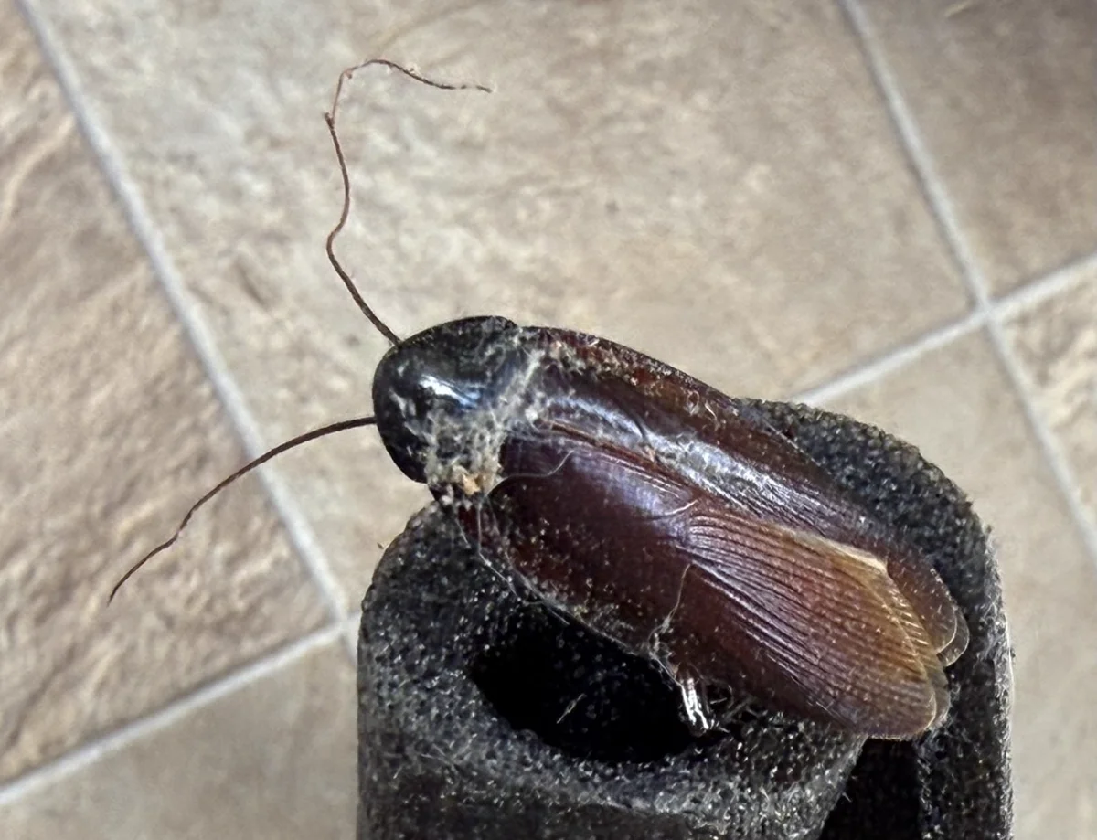 Smokybrown cockroach on household surface showing wing detail