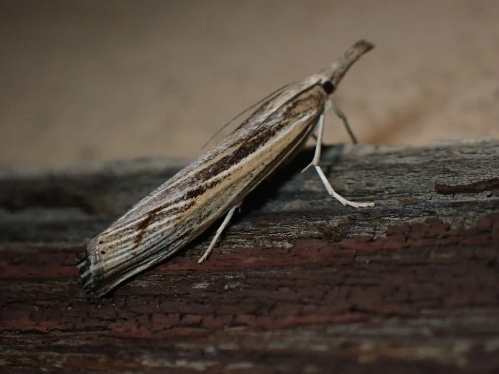 Sod webworm moth showing slender body and striped wing pattern