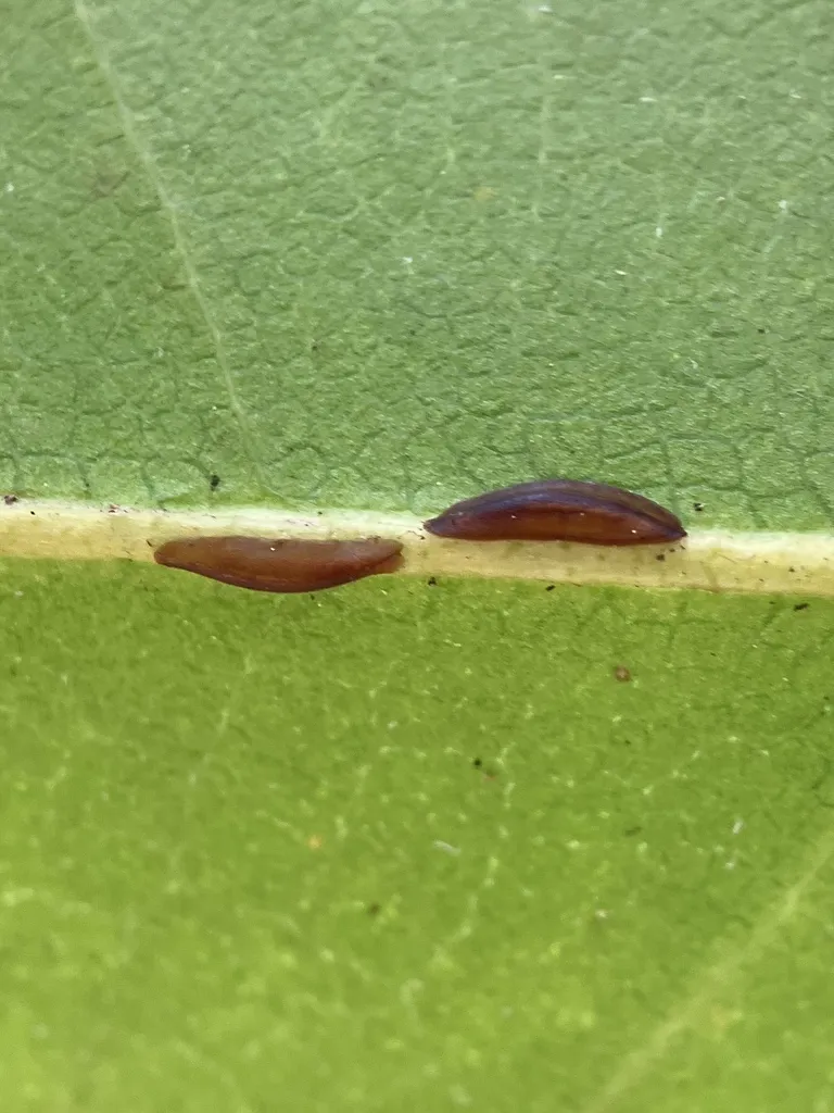 Cluster of brown dome-shaped soft scale insects on a plant stem