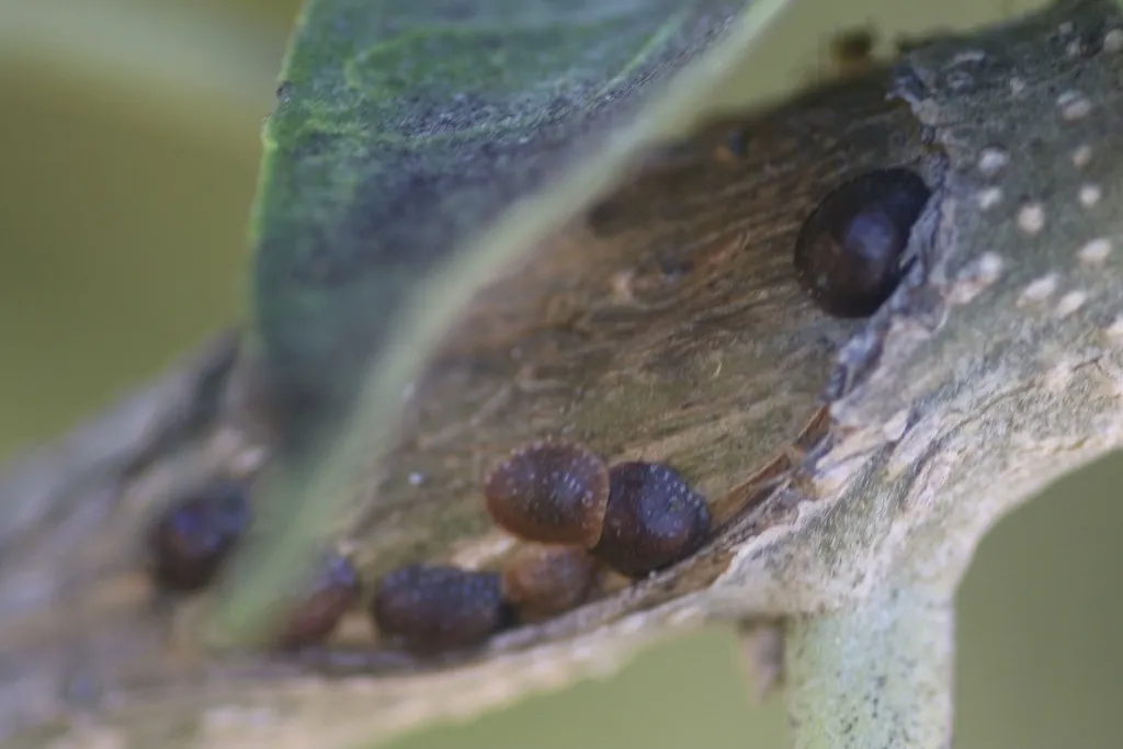 Heavy soft scale infestation covering a branch with reddish-brown masses
