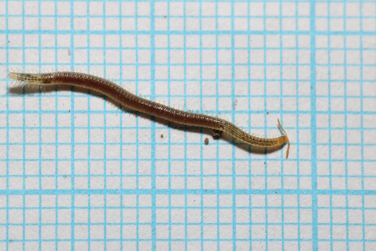 Soil centipede on graph paper showing actual size for scale reference