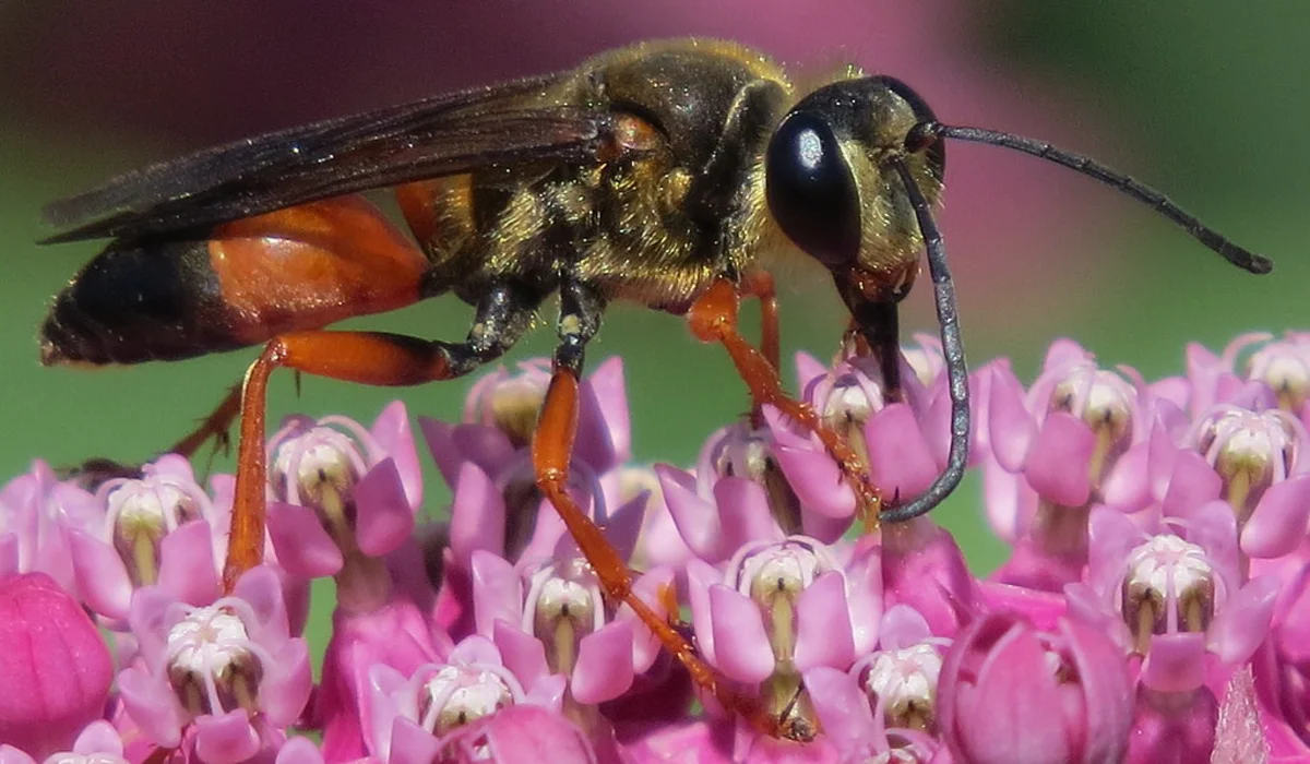 Great golden digger wasp on pink milkweed flowers showing orange legs and golden thorax