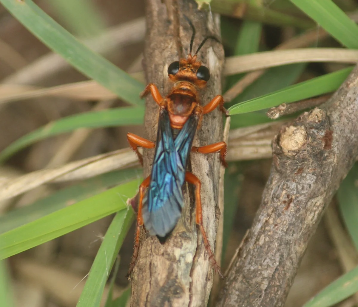 Thread-waisted wasp with bright orange body and blue wings resting on plant stem