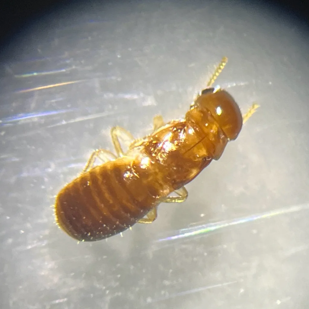 Drywood termite soldier showing reddish-brown head and segmented body