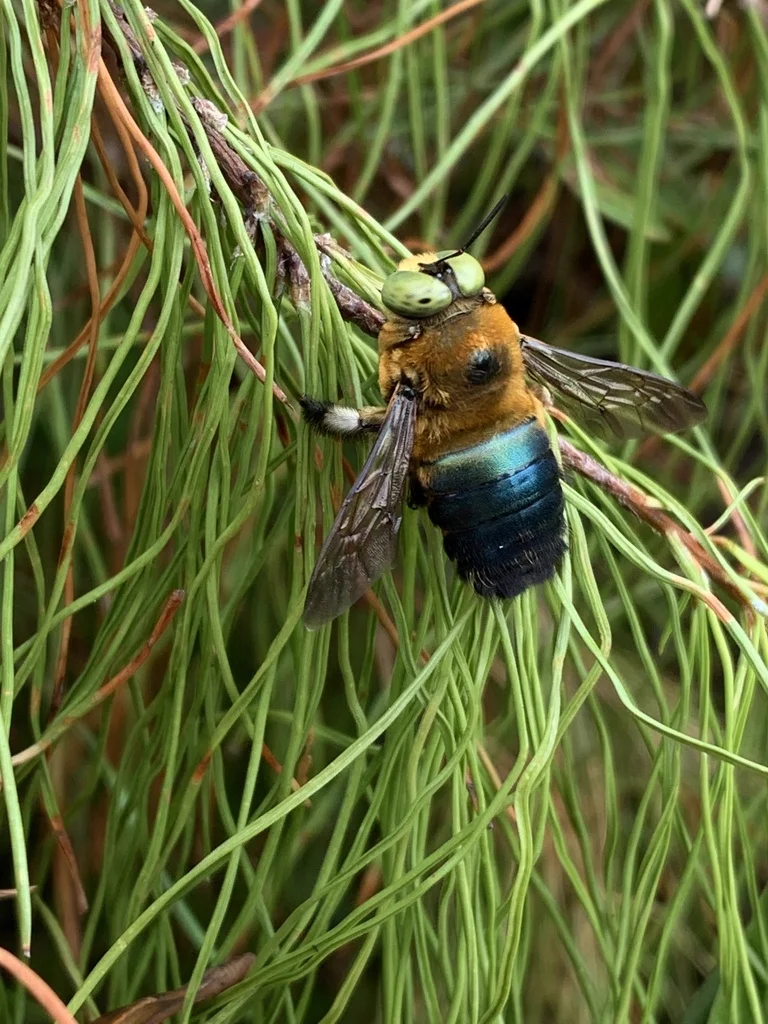 Male southern carpenter bee on pine needles showing yellow thorax and blue-green abdomen