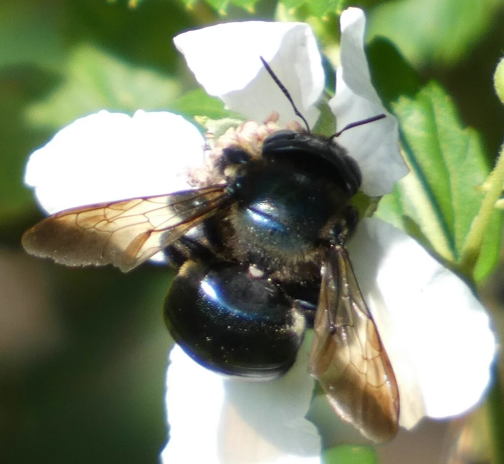 Female southern carpenter bee foraging on white flowers showing shiny black body