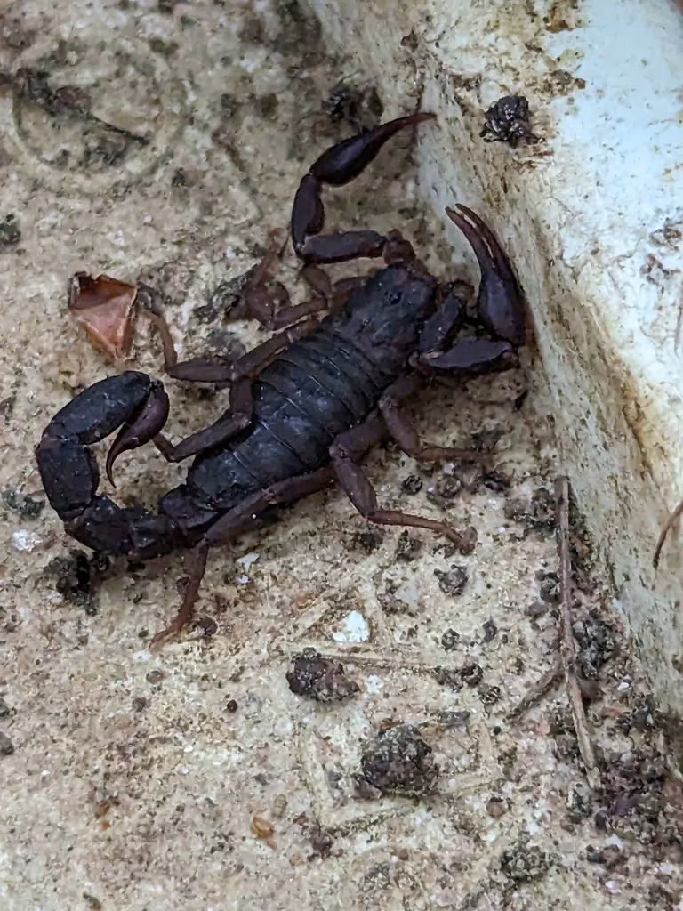 Southern devil scorpion in a defensive posture on sandy ground with pincers extended and tail raised