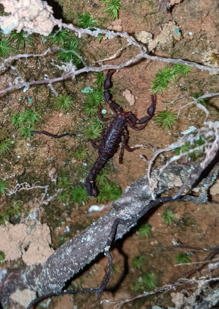 Top-down view of a southern devil scorpion on a mossy rock surface showing full body shape and dark coloring