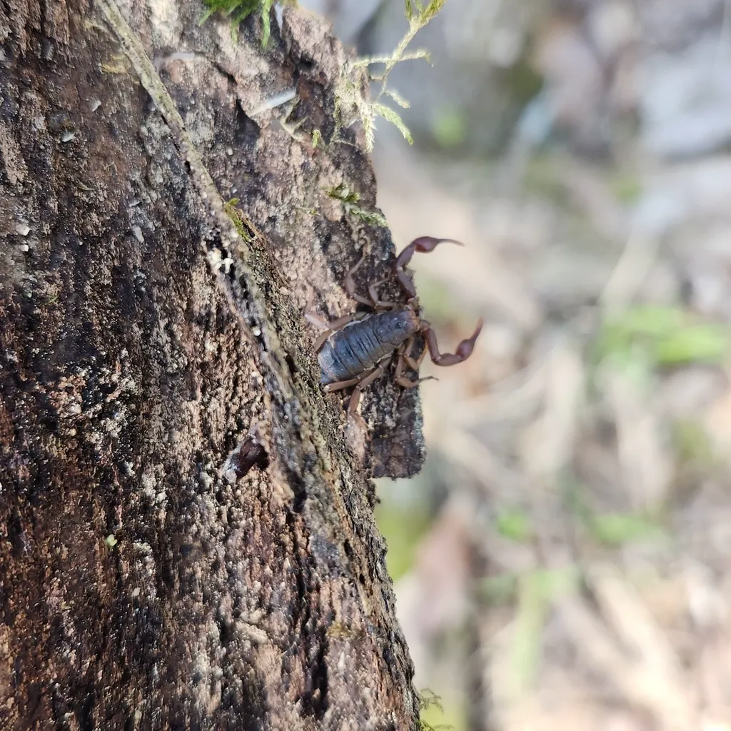 Southern devil scorpion climbing tree bark in its natural woodland habitat