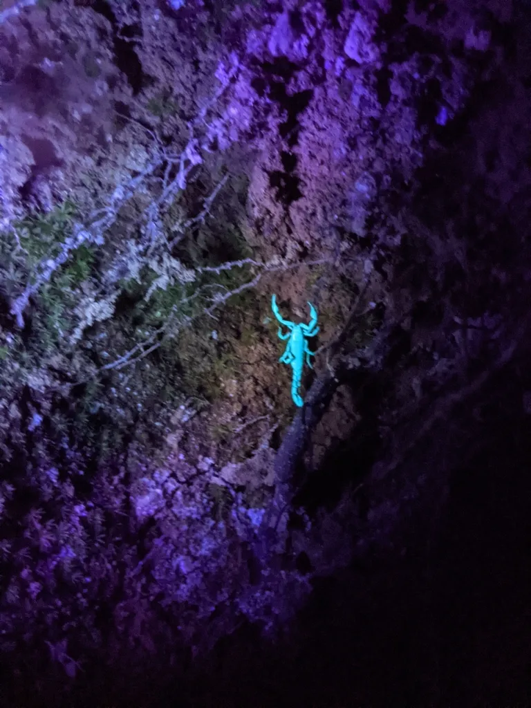 Southern devil scorpion glowing blue-green under ultraviolet blacklight used for nighttime detection