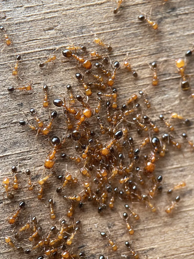 Large group of southern fire ant workers foraging on a wooden board