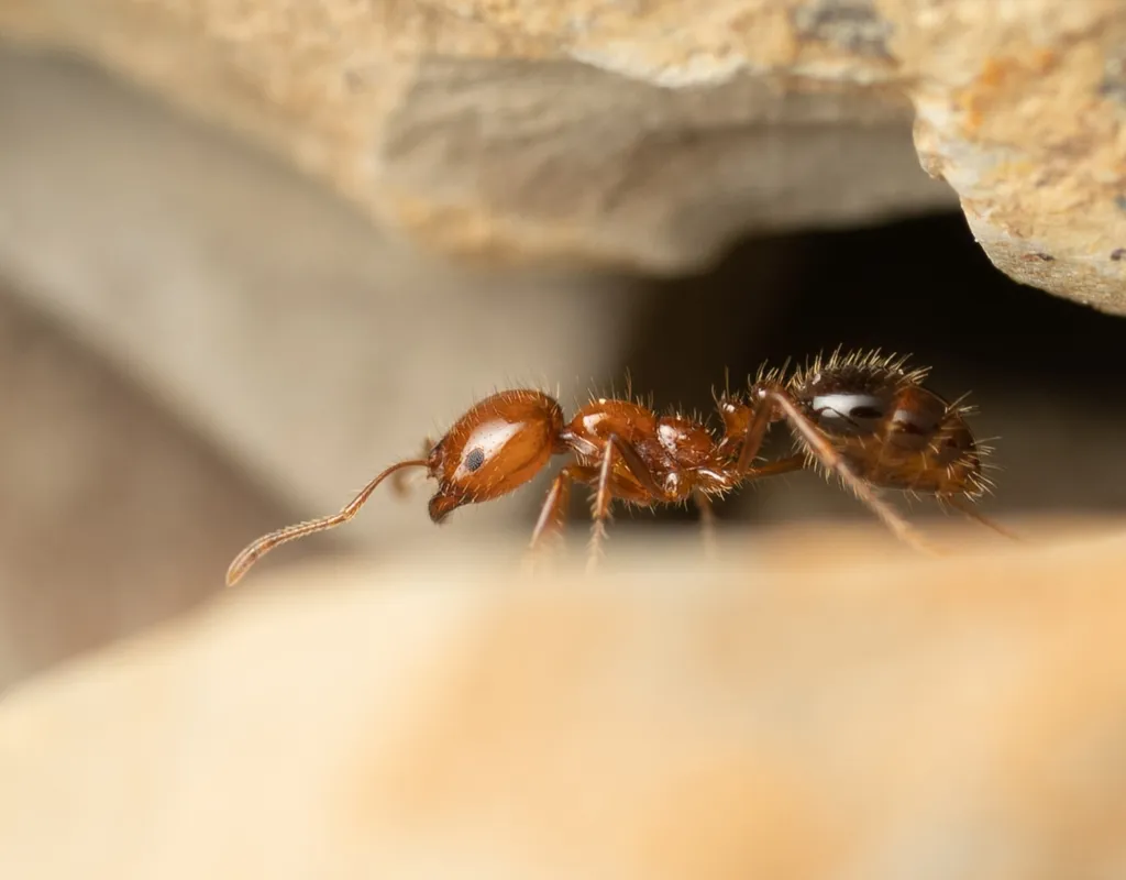 Side view of a southern fire ant worker at the edge of a rock crevice
