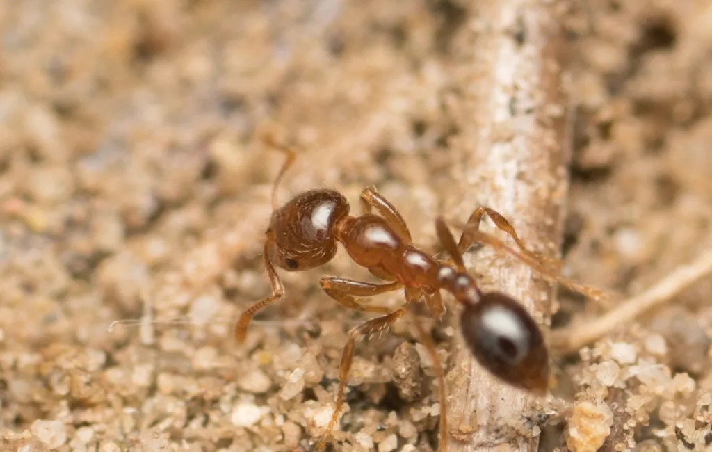 Southern fire ant worker walking on sand beside a dry plant stem