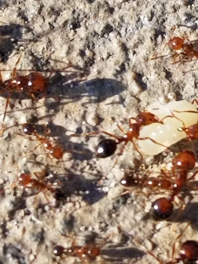 Southern fire ant workers of different sizes carrying brood across bare ground