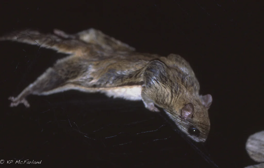 Southern flying squirrel mid-glide showing extended patagium membrane