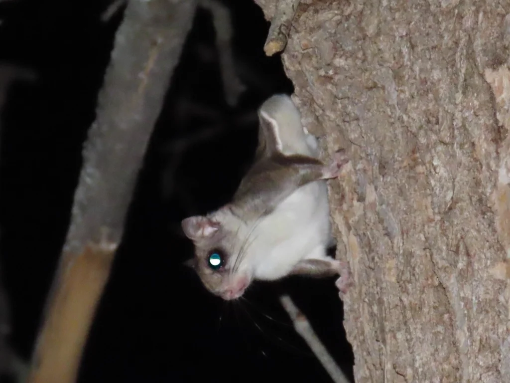 Southern flying squirrel with characteristic large eyes visible in nighttime habitat