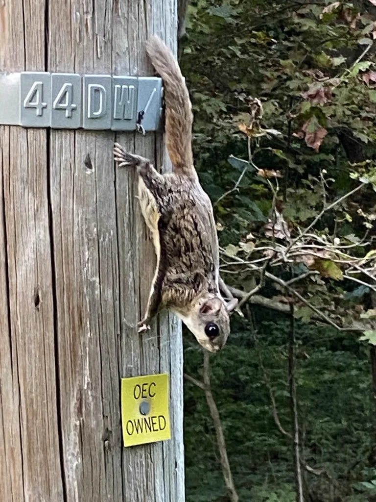 Southern flying squirrel on utility pole showing full body profile