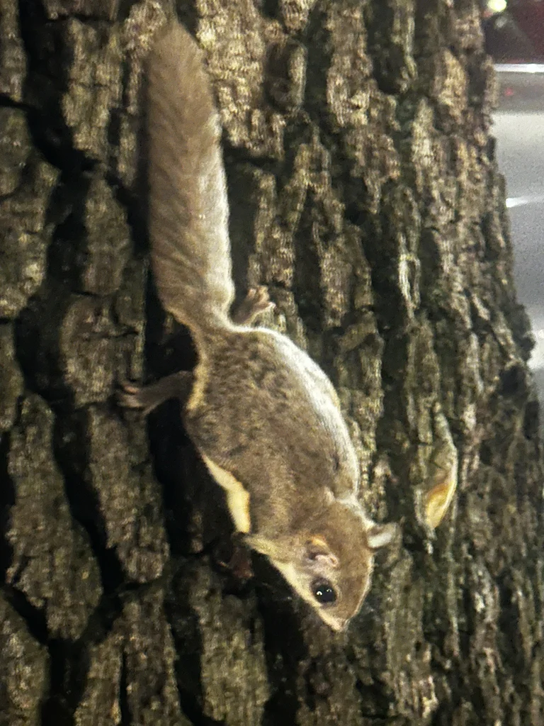Southern flying squirrel clinging to tree bark at night