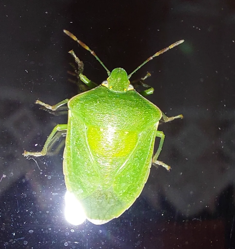 Southern green stink bug adult displaying characteristic bright green coloration against dark background