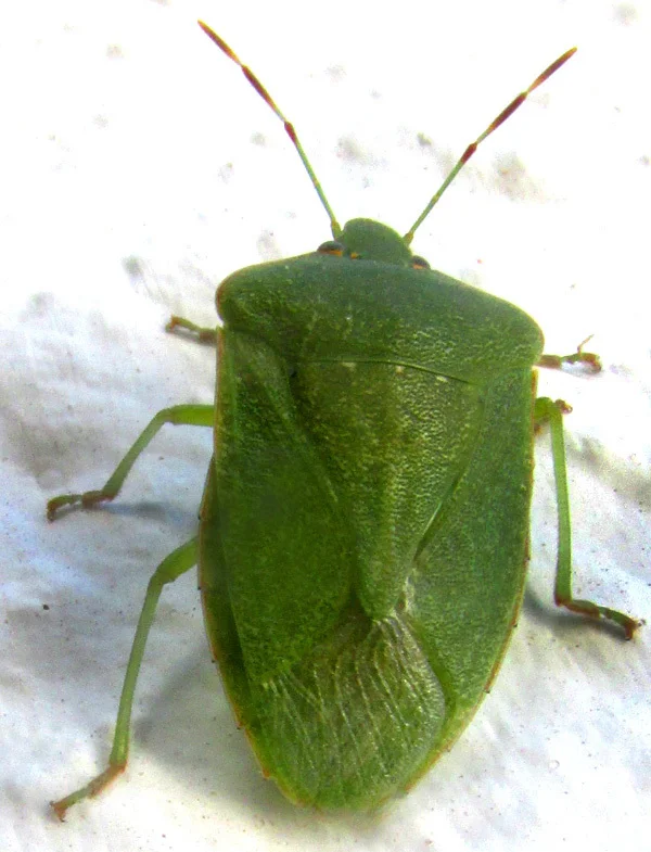 Southern green stink bug on white surface showing shield shape and leg details