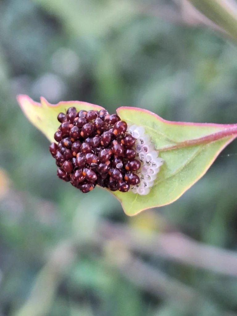 Cluster of early instar southern green stink bug nymphs gathered on a leaf
