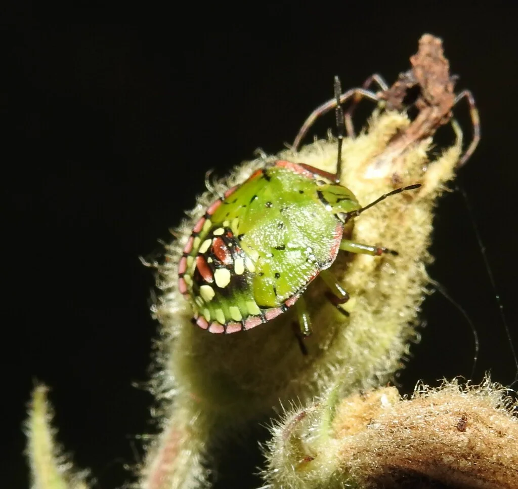 Late-stage southern green stink bug nymph with green coloration and orange markings