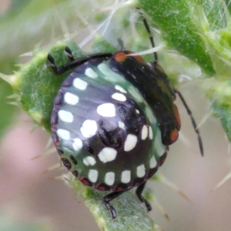 Southern green stink bug nymph showing black body with white spotted pattern