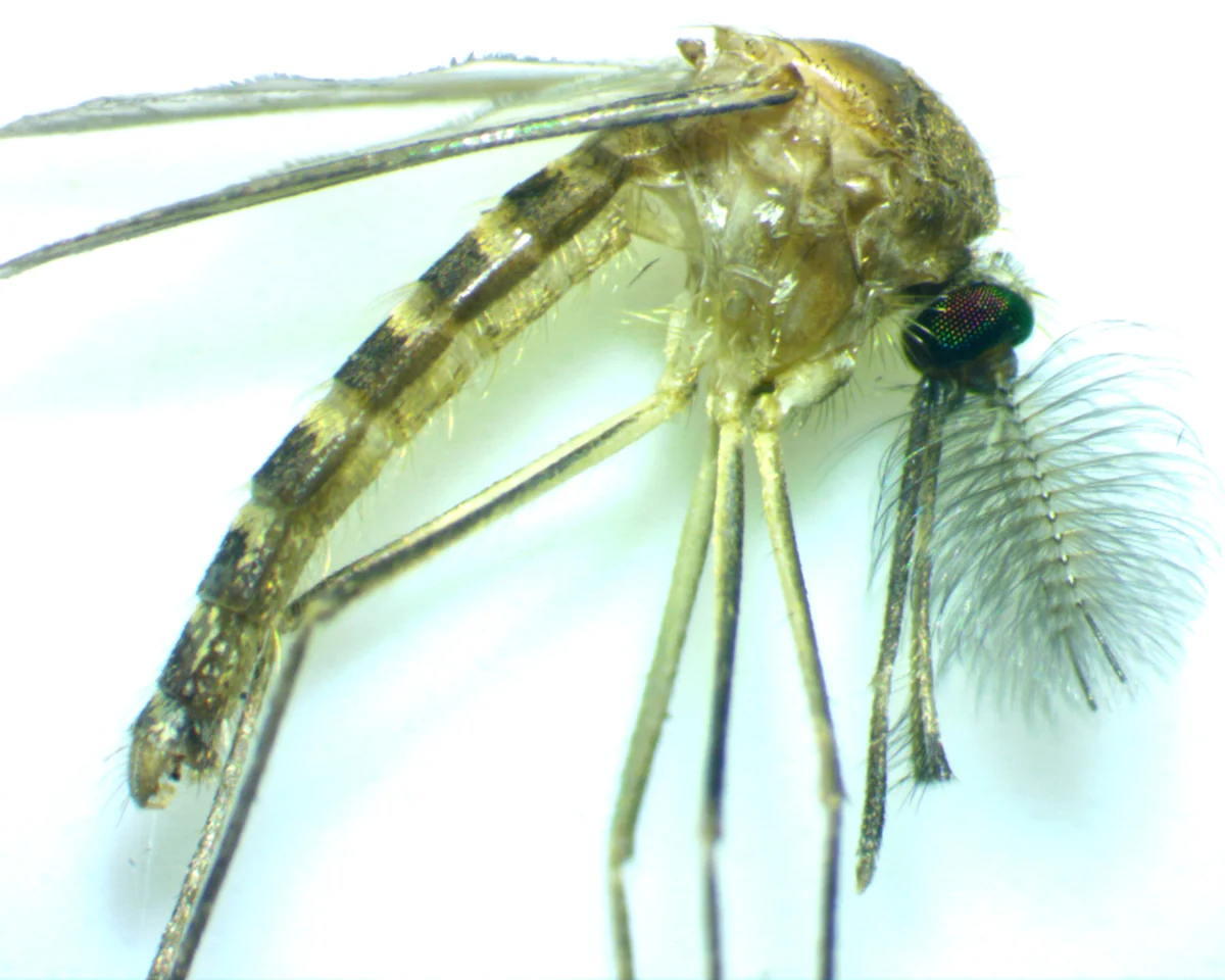 Male southern house mosquito showing distinctive feathery antennae